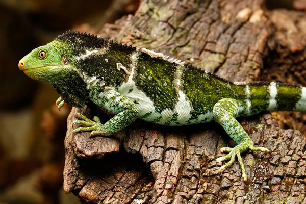 Fidżi iguana czubata (Brachylophus vitiensis), na wyspie Viti Levu Isla — Zdjęcie stockowe