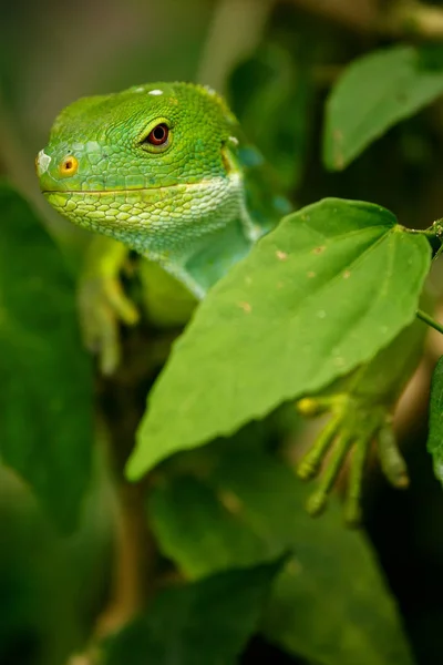 Erkek Fiji şeritli iguana (Brachylophus fasciatus) Viti Levu üzerinde — Stok fotoğraf