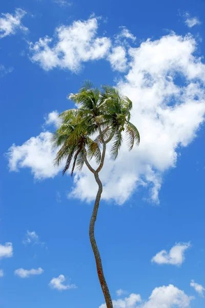 Double-headed coconut tree on Tongatapu island in Tonga — Stock Photo, Image