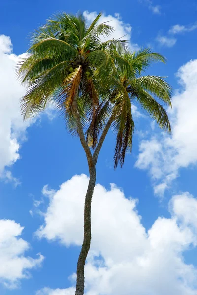 Árbol de coco de dos cabezas en la isla de Tongatapu en Tonga —  Fotos de Stock