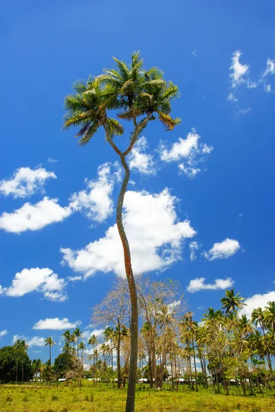 Árbol de coco de dos cabezas en la isla de Tongatapu en Tonga —  Fotos de Stock