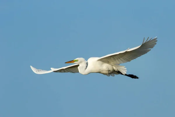 Grande egret (Ardea alba) em voo — Fotografia de Stock