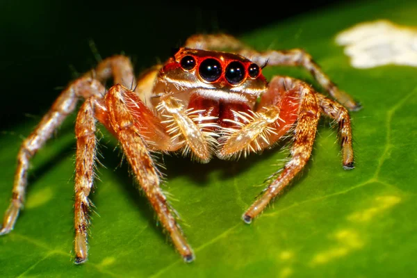 Jumping spider sitting on green leaf — Stock Photo, Image