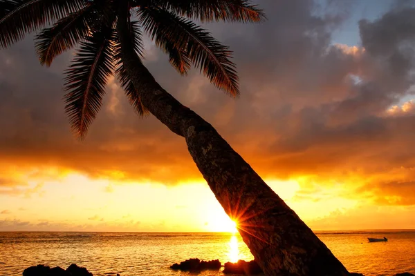 Palmier penché au lever du soleil dans le village de Lavena sur l'île de Taveuni — Photo