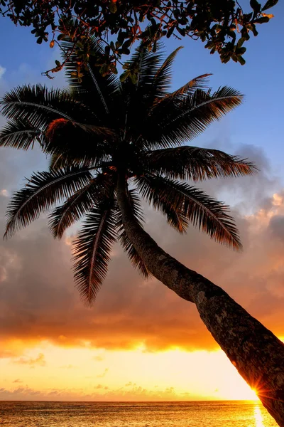 Lutande palmträd vid soluppgången i Lavena by på Taveuni ö — Stockfoto