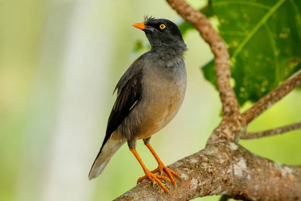 Jungle myna assise sur un arbre sur l'île de Taveuni, Fidji — Photo