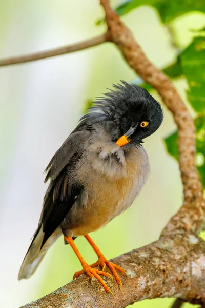 Jungle myna sitzt auf einem Baum auf der Insel Taveuni, Fidschi — Stockfoto