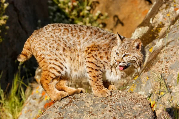 Bobcat στέκεται πάνω σε ένα βράχο — Φωτογραφία Αρχείου