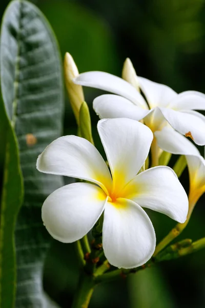 White plumeria flowers — Stock Photo, Image