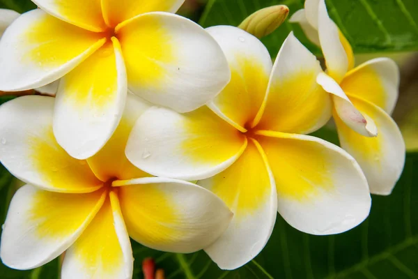 Plumeria, beyaz ve sarı çiçek — Stok fotoğraf