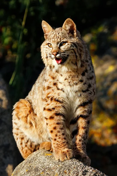 Bobcat, сидящий на камне — стоковое фото