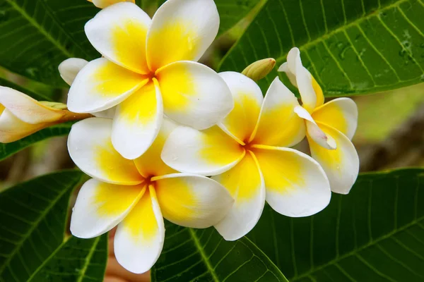 White and yellow plumeria flowers — Stock Photo, Image