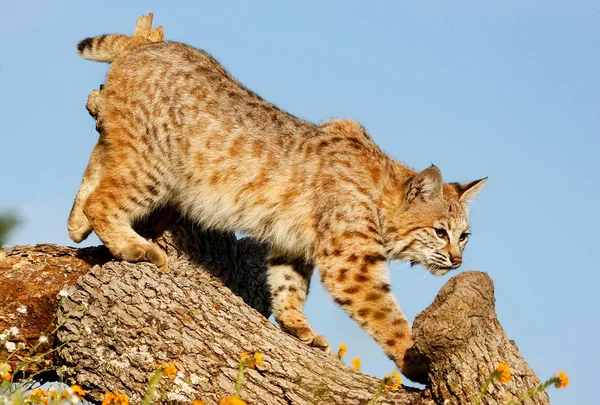 Bobcat de pie sobre un tronco — Foto de Stock
