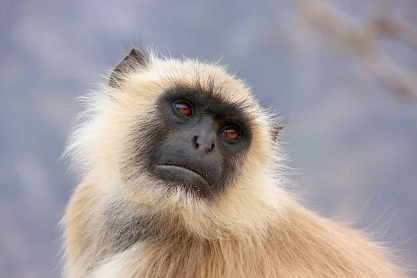 Portrét šedé langur sedí v Amber Fort nedaleko Džajpuru, Raja — Stock fotografie