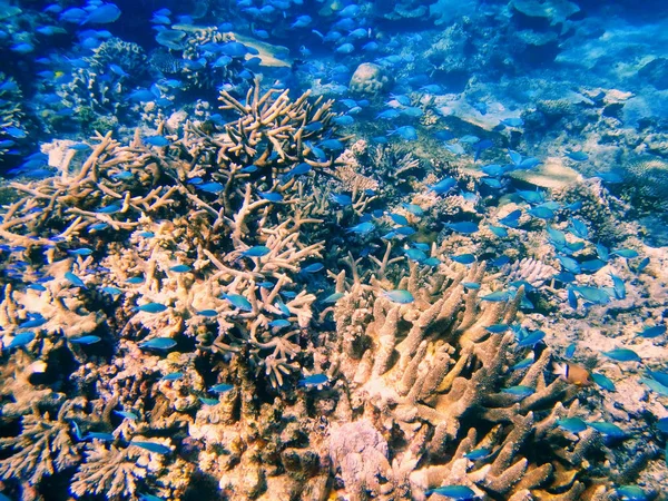 Coral reef, Somosomo szoros-le a parton a honos szigeten, F — Stock Fotó