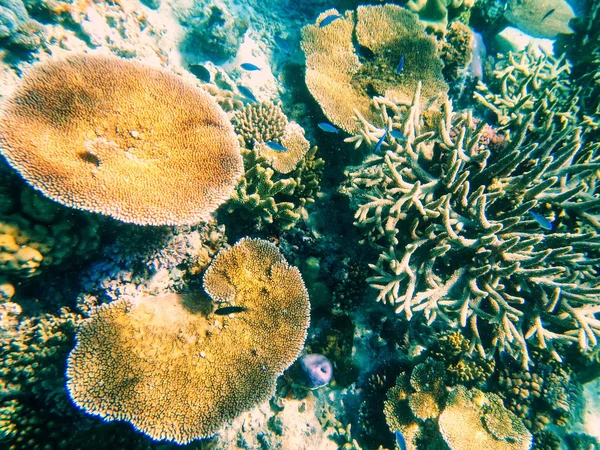 Coral reef, Somosomo szoros-le a parton a honos szigeten, F — Stock Fotó