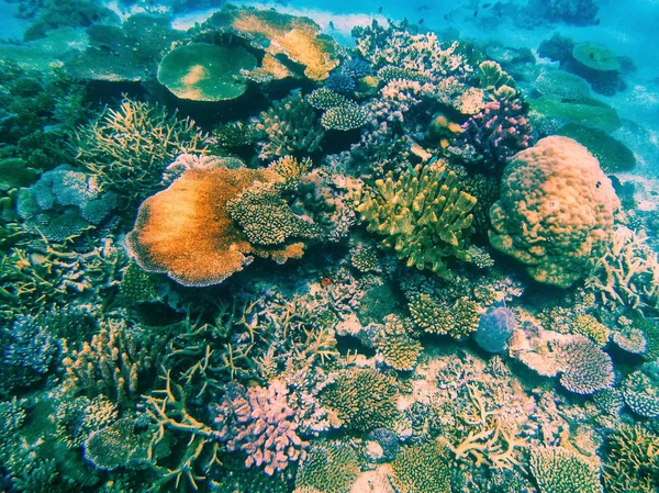 Coral reef, Somosomo szoros-le a parton a honos szigeten, F — Stock Fotó