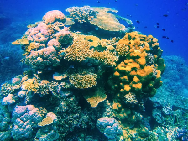 Arrecife de coral en el estrecho de Somosomo frente a la costa de la isla de Taveuni, F — Foto de Stock