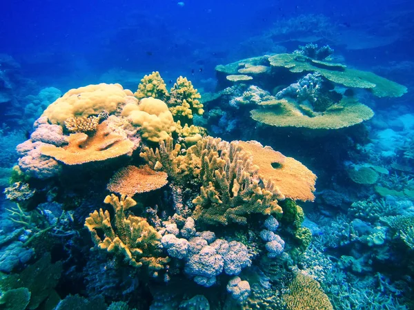 Arrecife de coral en el estrecho de Somosomo frente a la costa de la isla de Taveuni, F — Foto de Stock