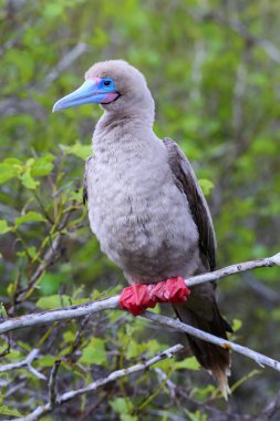 Genovesa Island, Galapagos Milli Parkı, Ec üzerinde kırmızı sümsük