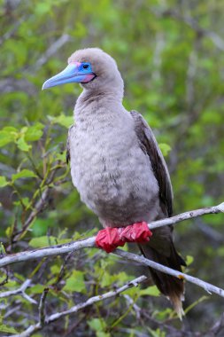 Red-footed booby on Genovesa island, Galapagos National Park, Ec clipart