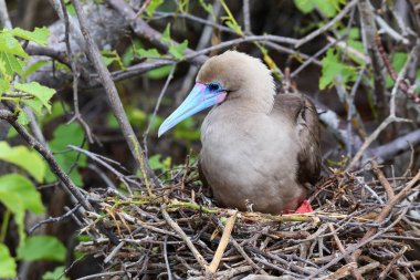 Red-footed booby (Sula sula) sitting on a nest clipart