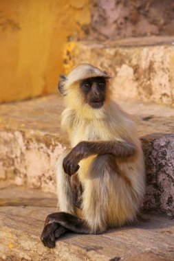 Genç gri Amber Fort, Jaipur, R merdivenlerde oturan langur