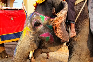 Boyalı fil Amber Fort yakınındaki Jaipu için yürüyüş portresi