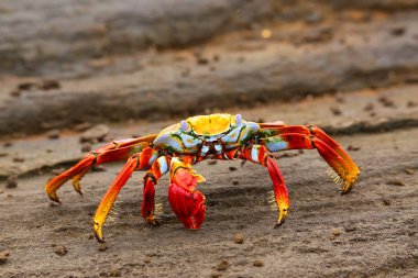 Sally lightfoot Yengeç Santiago Adası Galapagos Ulusal PA