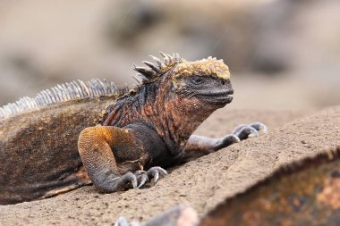 Santiago Adası, Galapagos Milli Parkı, Ecuad tarihinde deniz Iguana