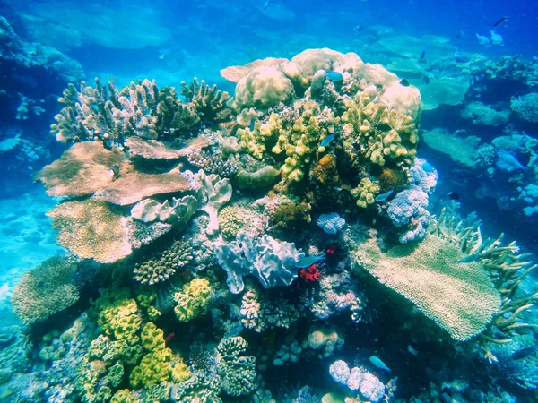 Coral reef, Somosomo szoros-le a parton a honos szigeten, F — Stock Fotó