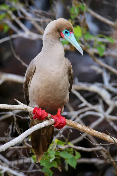 Red-footed booby on Genovesa island, Galapagos National Park, Ec — Stock Photo, Image