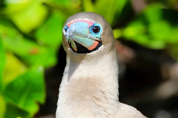 Retrato de Booby de patas rojas (Sula sula ) — Foto de Stock