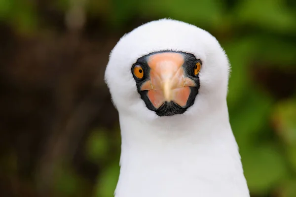 Retrato de Nazca Booby (Sula granti ) — Foto de Stock