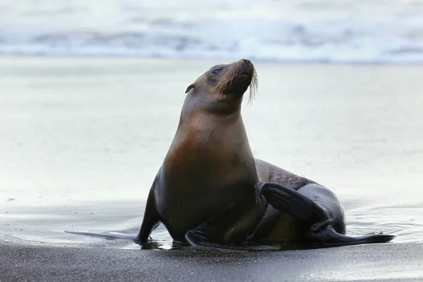 Leão-marinho das Galápagos na Ilha de Santiago no Parque Nacional das Galápagos — Fotografia de Stock