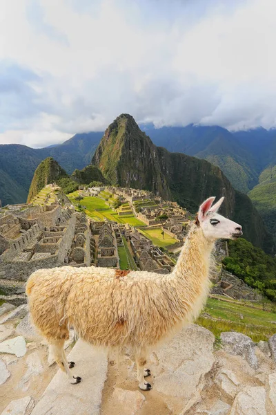 Lamadjur som står vid Machu Picchu förbise i Peru — Stockfoto