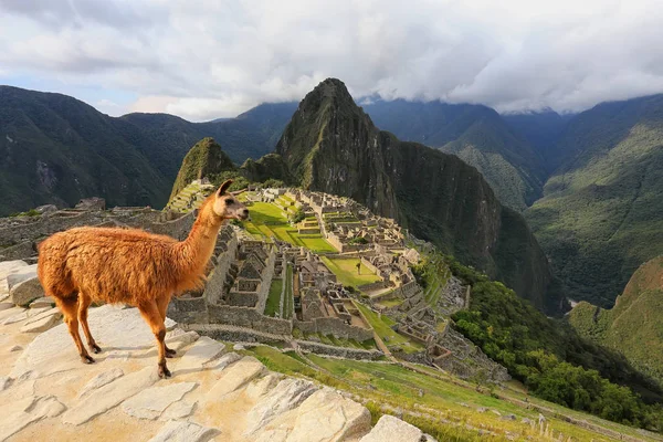 Виходять Лам, стоячи на Мачу-Пікчу в Перу — стокове фото