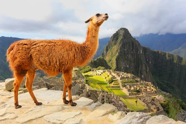 Lama am Machu Picchu in Peru — Stockfoto