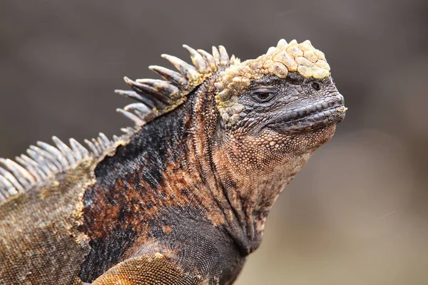 Ritratto di iguana marina sull'isola di Santiago nelle Galapagos Nazione — Foto Stock