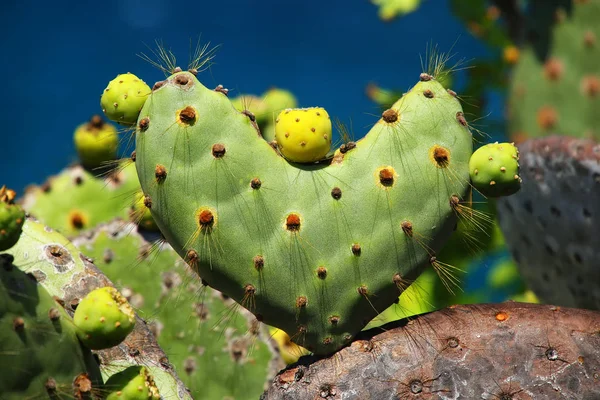 Galápagos espinhosa pêra em forma de coração em Rabida Island, Galapago — Fotografia de Stock