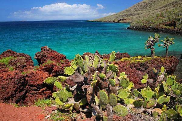 Galapagos fikonkaktus på Rabida Island i Galapagos nationella Pa — Stockfoto