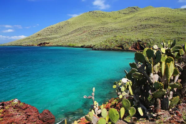 Galapagos fügekaktusz Rabida sziget a Galapagos nemzeti Pa — Stock Fotó