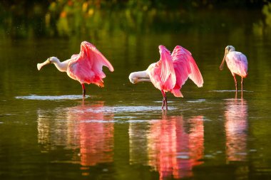 Pembe Spoonbills (Platalea ajaja)