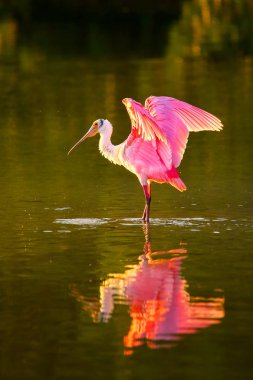 pembe kaşıkçı (platalea ajaja)