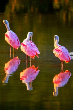 Pembe Spoonbills (Platalea ajaja)