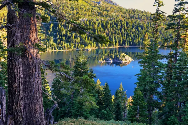 Borovicový les, obklopující Emerald Bay v Lake Tahoe, Kalifornie, U — Stock fotografie