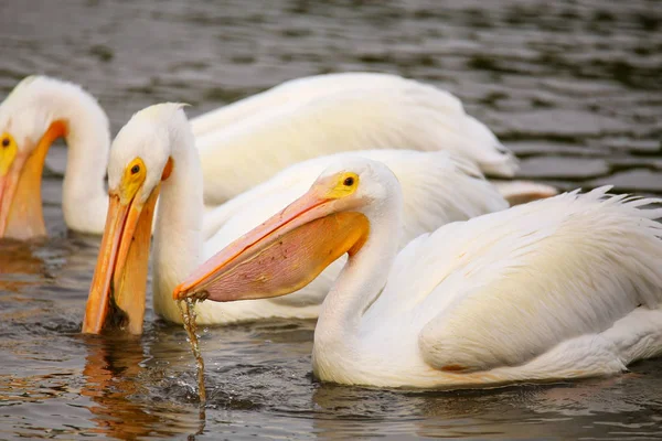 White Pelicans (Pelecanus erythrorhynchos) feeding — Stock Photo, Image