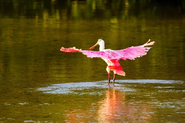 pembe kaşıkçı (platalea ajaja)