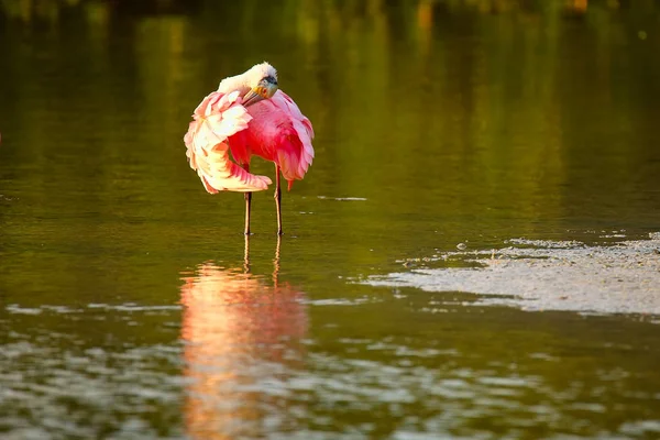 pembe kaşıkçı (platalea ajaja)