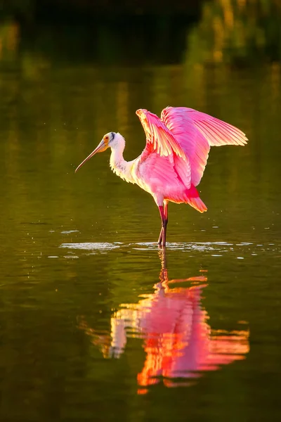 Espátula rosada (platalea ajaja) — Foto de Stock